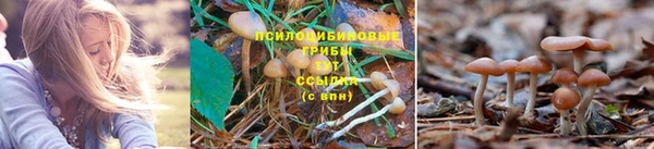 прущие крисы Медвежьегорск