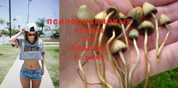 прущие крисы Медвежьегорск